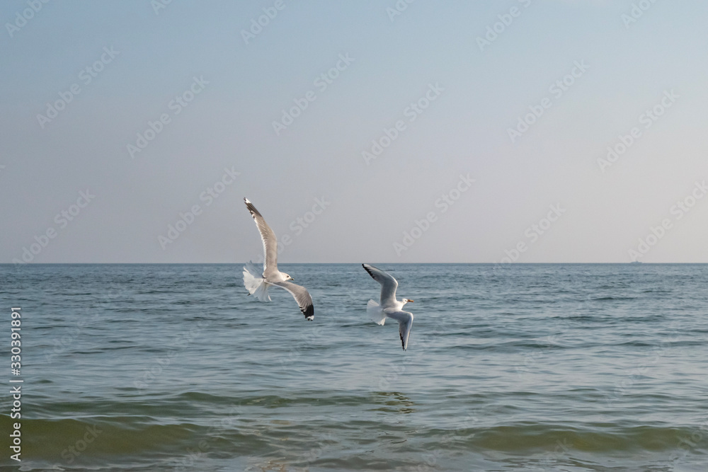 Seagulls and pigeons on the seashore on the beach on a sunny spring day.