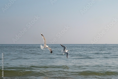 Seagulls and pigeons on the seashore on the beach on a sunny spring day.