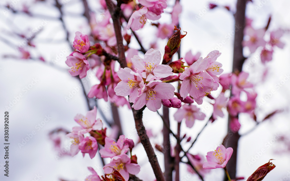 Fototapeta premium Apple tree pink flowers blossom in springtime