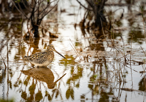 Obraz na plátně Wilson's Snipe standing in water in marsh with reflection