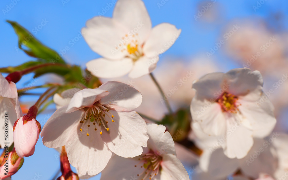 Obraz premium Sakura or cherry tree flowers blossoming in spring blue sky