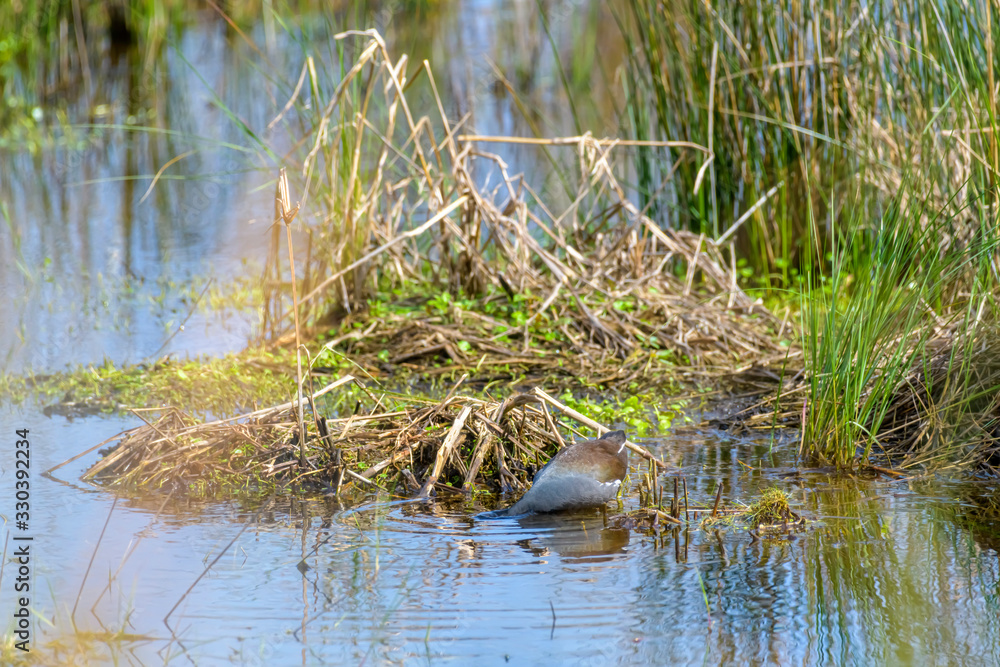 Common moorhen searching for food Common moorhen searching for food
