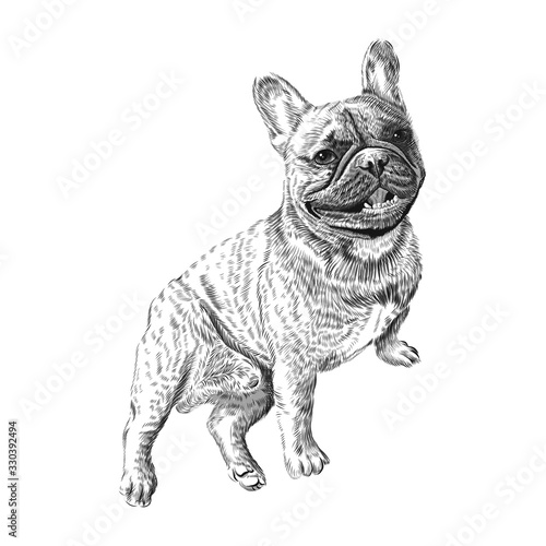 Sitting French Bulldog hand drawn pet animal sketch. Vector black and white monochrome illustration.