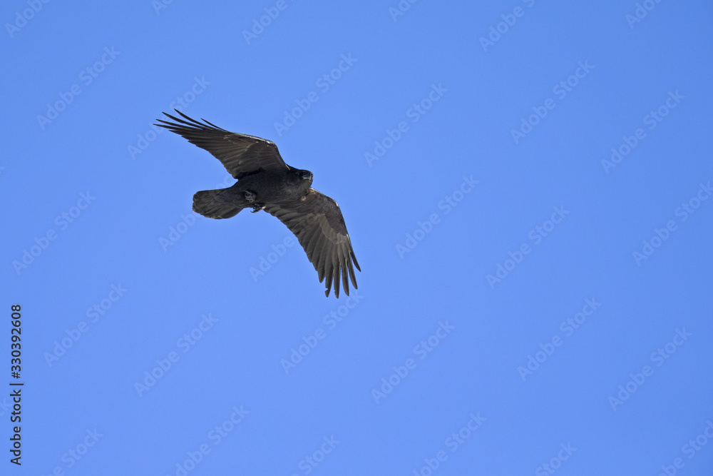 A common raven soaring at high altitude in front of a blue sky in the Alps of Switserland A common raven soaring at high altitude in front of a blue sky in the Alps of Switserland