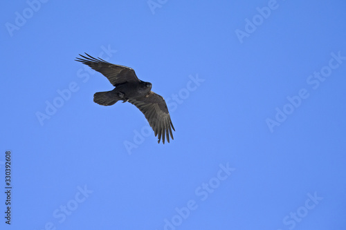 A common raven soaring at high altitude in front of a blue sky in the Alps of Switserland