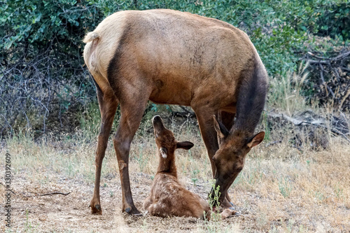 Mother Elk with Young
