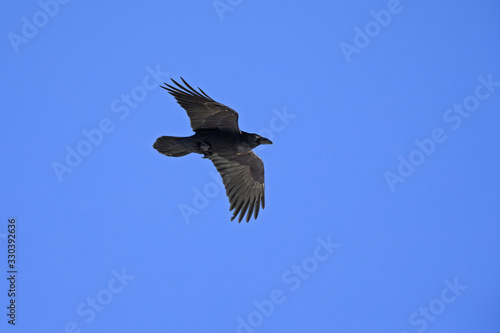 A common raven soaring at high altitude in front of a blue sky in the Alps of Switserland