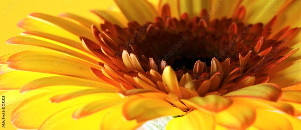 Gerbera, Calendula Nahaufnahme, Breitformat Gerbera, Calendula Nahaufnahme, Breitformat