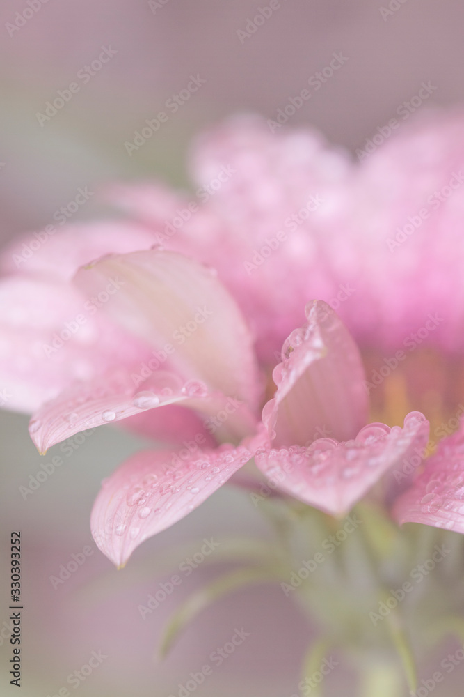 Pink Flower Petals After Rain