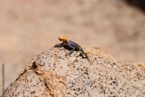 SPECIAL COLORFULL AGAMA NICE PORTRAIT © Arieleon.photogrophy