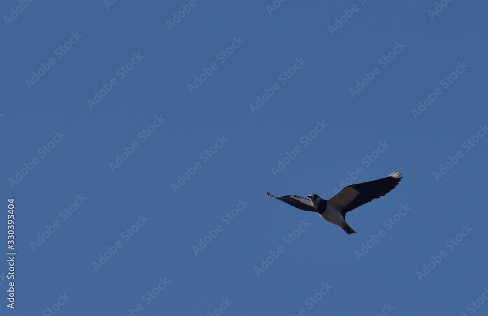 Fototapeta premium Lapwing ( Vanellus vanellus )
