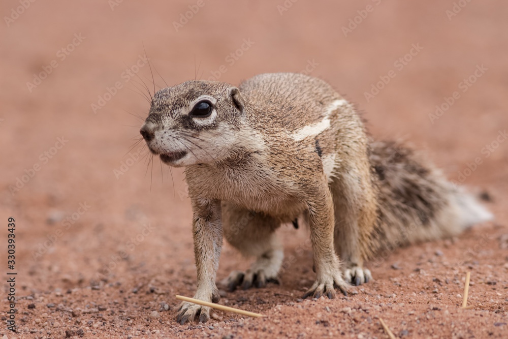 Fototapeta premium squirrel hiding its food in a hole