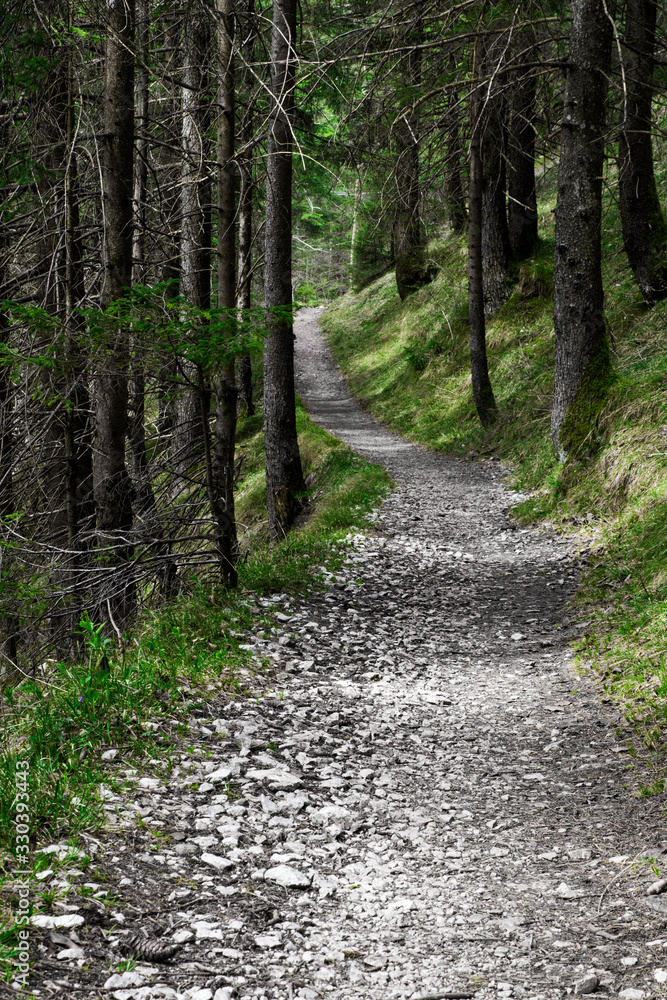Evergreen Pine Tree Forest In Spring Evergreen Pine Tree Forest In Spring