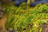 Tree trunk in green mosses closeup.