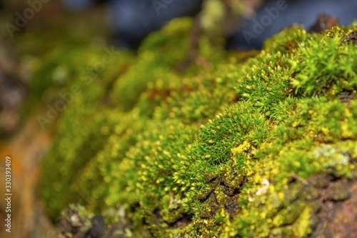 Tree trunk in green mosses closeup.