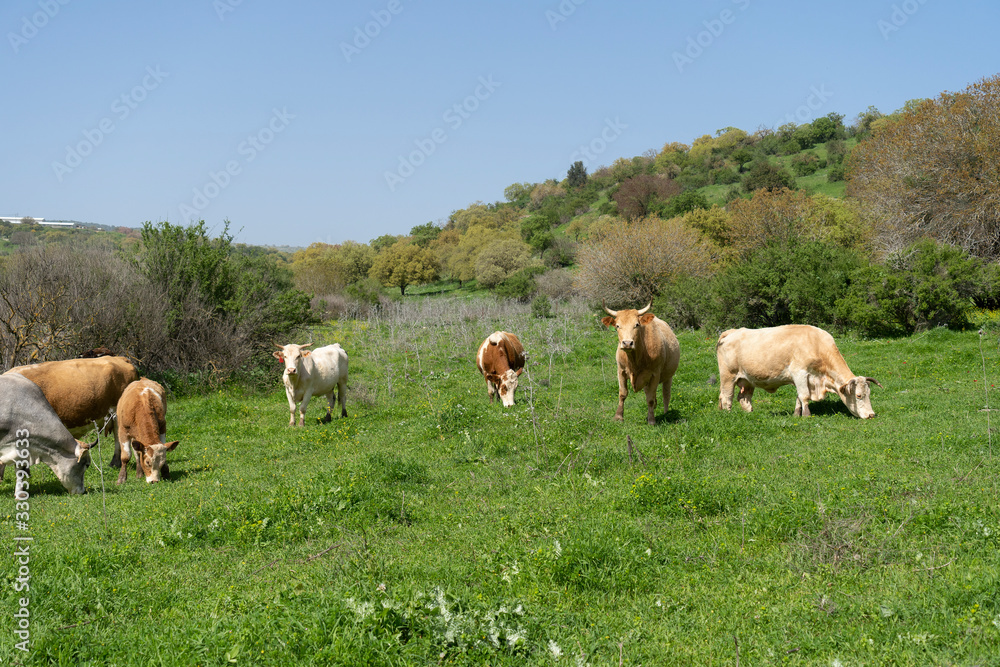 Cows eat grass in the Lower Galilee