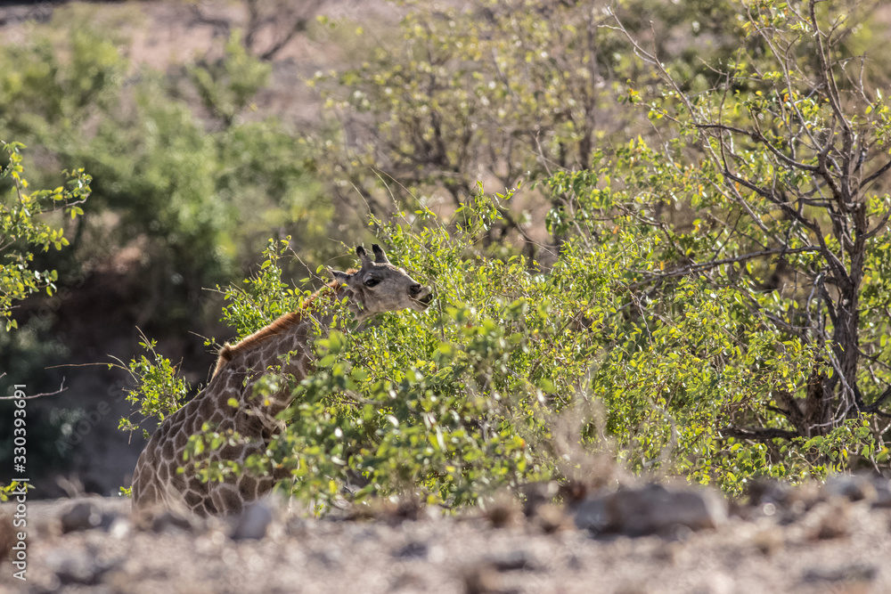 girrafe parent with its child girrafe parent with its child