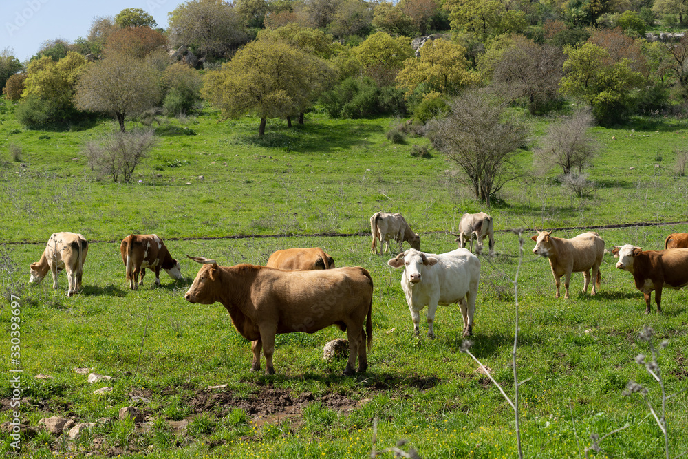 Cows eat grass in the Lower Galilee