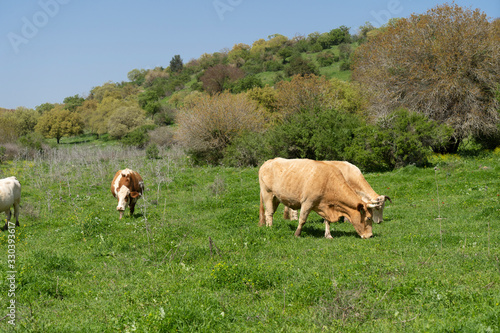 Cows eat grass in the Lower Galilee