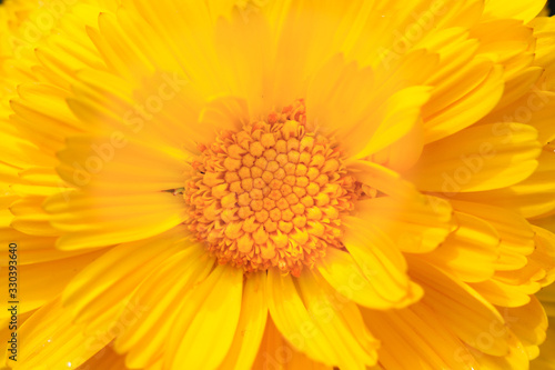 Yellow Daisy