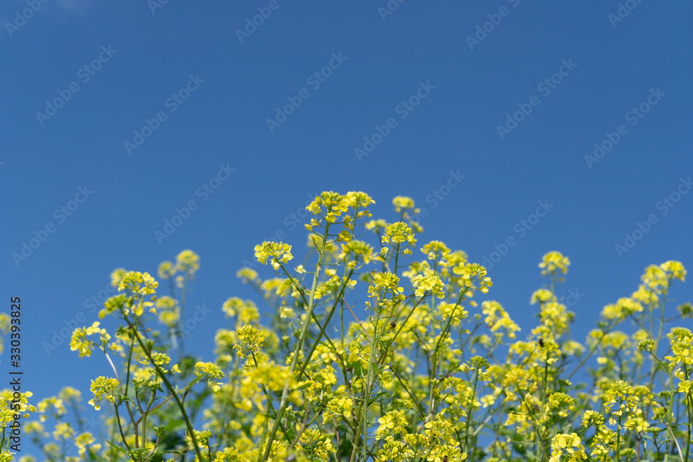 Mustard wild flowers in nature Mustard wild flowers in nature