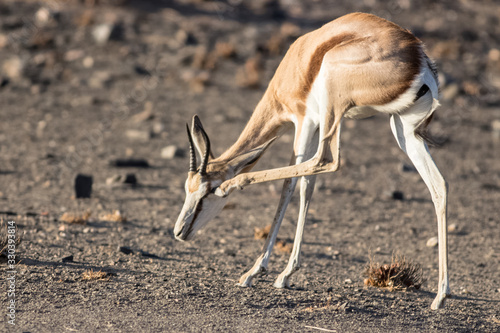 antilope with a funny posture