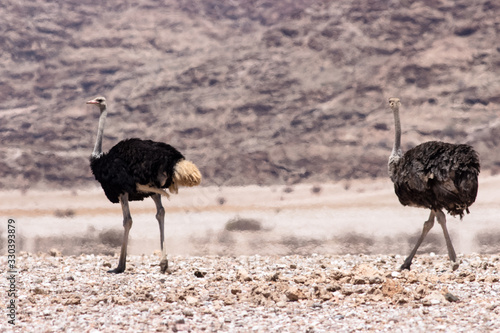 two ostridges walking around photo