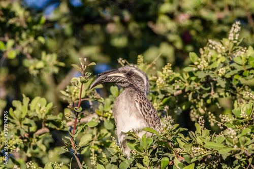 portrait of african hornbill bird