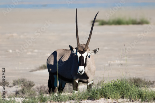 Oryx portrait in its natural habbitat photo