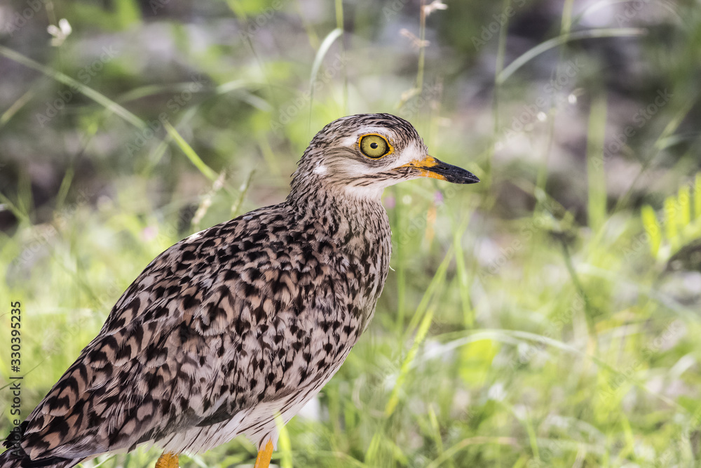 amazing portrait of african thick knee amazing portrait of african thick knee