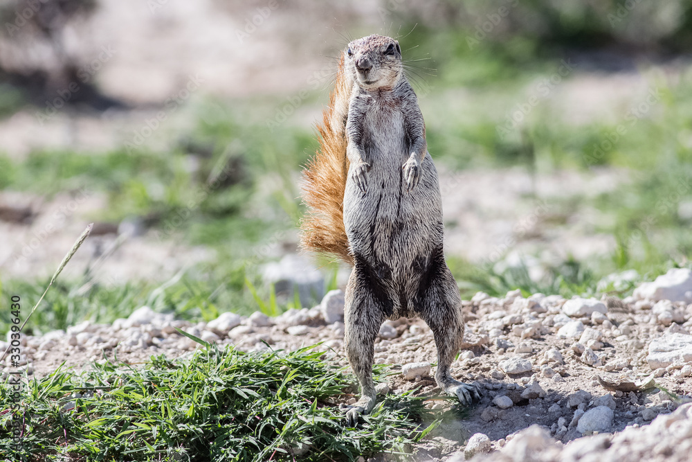 cute cape ground squirrel eating cute cape ground squirrel eating