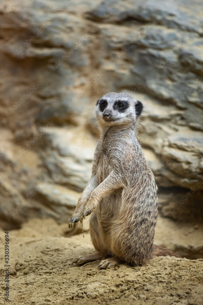 Fototapeta premium Meerkat also called suricate