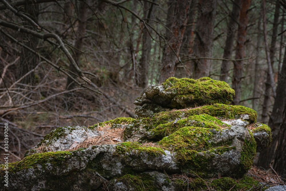 Closed forest landscape with light reaching low to the ground