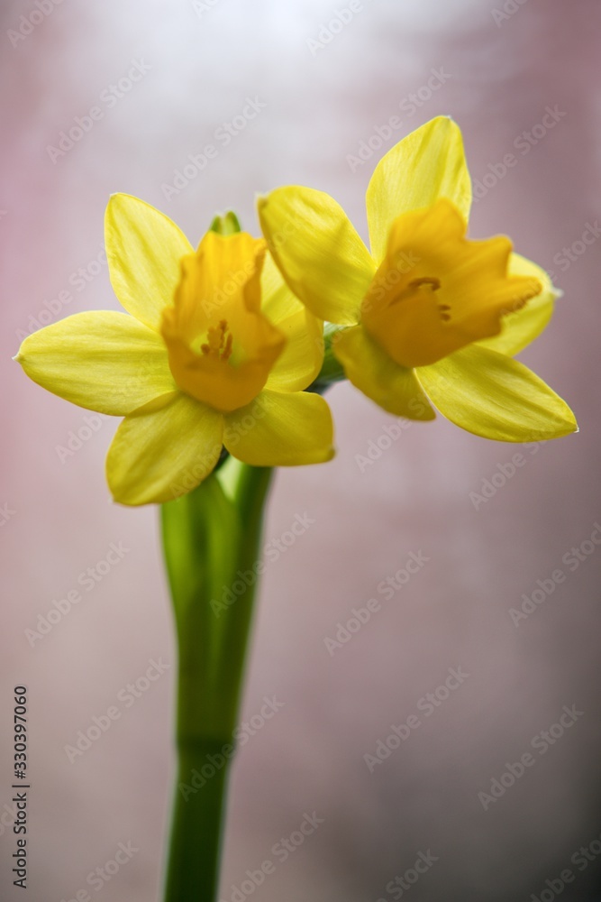 Daffodil spring flower is a symbol of happiness and new beginnings. Daffodil spring flower is a symbol of happiness and new beginnings.
