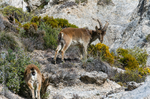 Mountain goat by Dolomite mountain in Sierra Nevada