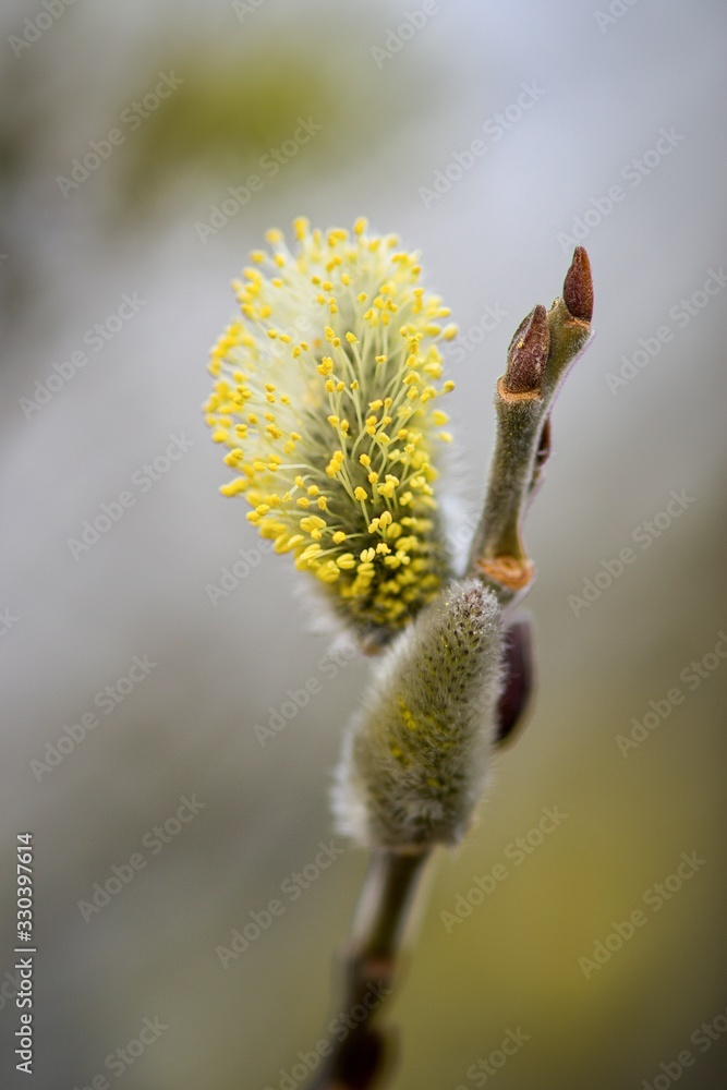 Cats are one of the symbols of spring and Easter. Typically, they are twigs of the willow, with partially budding buds - flowers