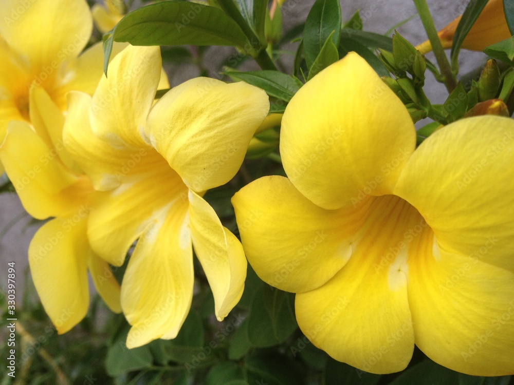 Fresh newly bloom yellow flowers Fresh newly bloom yellow flowers