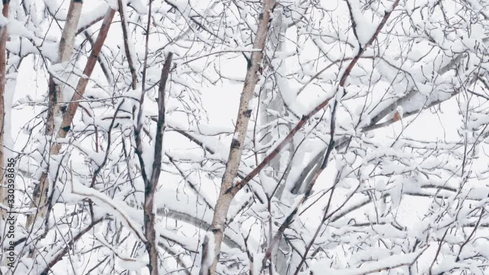 Snowy tree branches Snowy tree branches