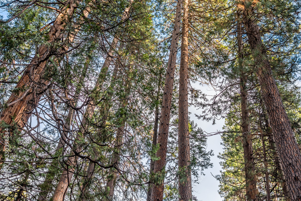 Fototapeta premium Yosemite National Park Valley, forest with colorful trees and ancient giant sequoias, by the end of Autumn and beginning of Winter Season, California, United States of America.