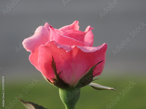 Rose bud in pink color highlighted in the foreground