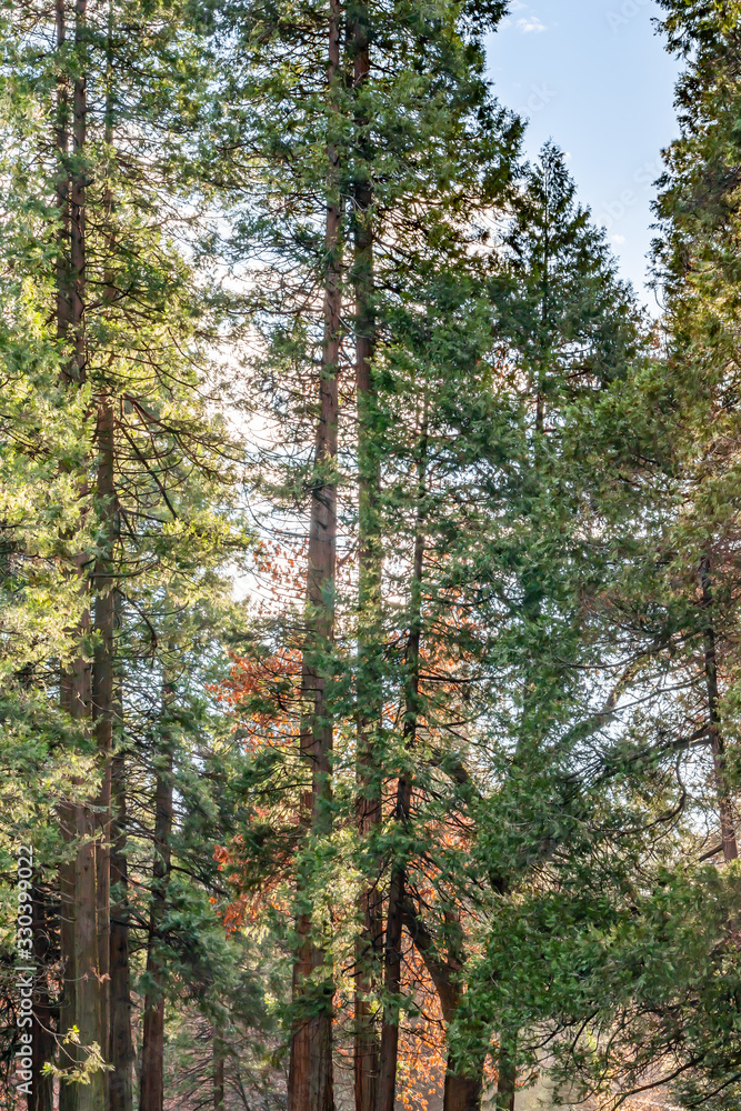 Fototapeta premium Yosemite National Park Valley, forest with colorful trees and ancient giant sequoias, by the end of Autumn and beginning of Winter Season, California, United States of America.