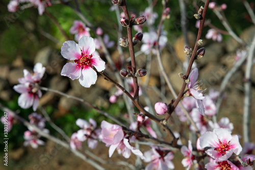 Domesticated Prunus dulcis, commonly known as sweet almond tree, with fresh twigs, brunches abundant in pale-pink flowers on "almendro en flor" path through Santiago del Teide, Canary Islands, Spain