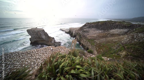 Gannet Colony, Muriwai, Auckland, New Zealand. Unique species nesting on rock photo