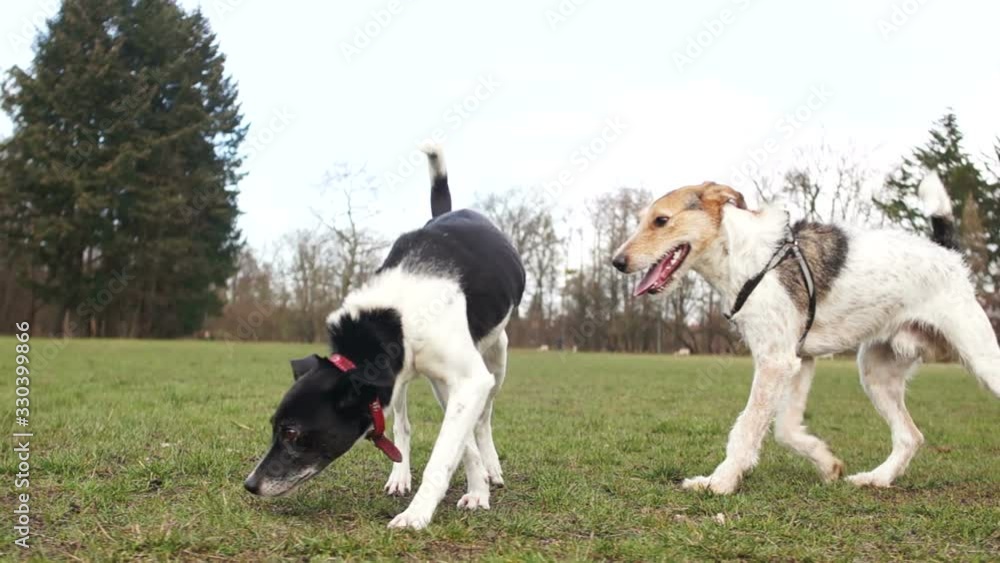 The angry dog drives the dog away. Aggressive behavior of a domestic dog. Pets for a walk, dog walk in the park The angry dog drives the dog away. Aggressive behavior of a domestic dog. Pets for a walk, dog walk in the park
