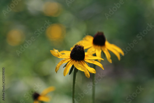 A black-eyed susan (Rudbeckia hirta) in full bloom. Shot in the Pinery Provincial Park, Ontario, Canada.