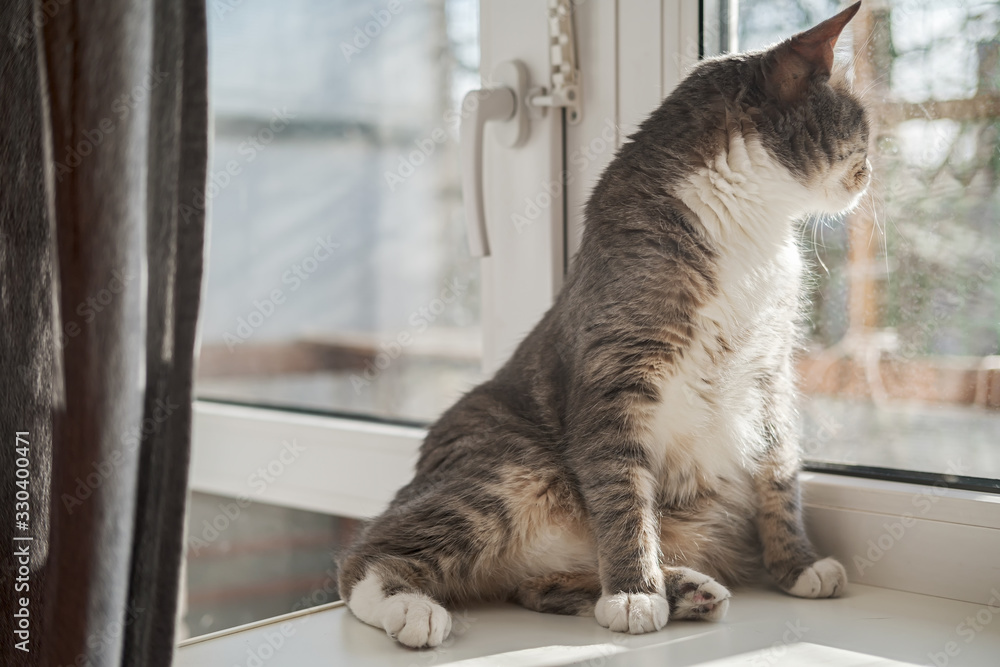 Cute cat relaxes on a window sill and looks out of the window with curiosity, in the rays of the warm, spring sun.