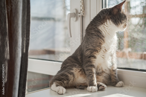 Cute cat relaxes on a window sill and looks out of the window with curiosity, in the rays of the warm, spring sun.