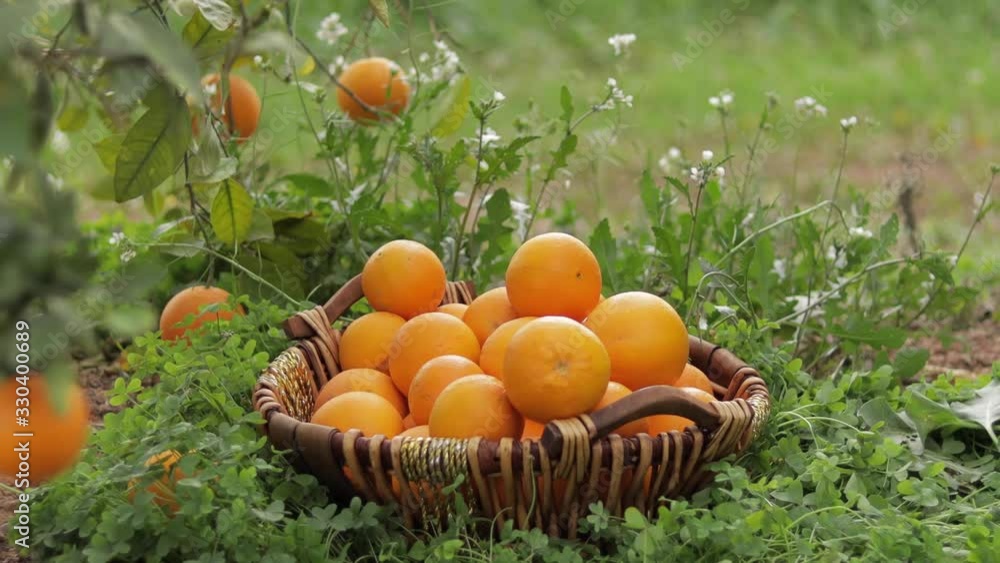 Basket with orange in the garden. Fresh fruits in Spain Basket with orange in the garden. Fresh fruits in Spain