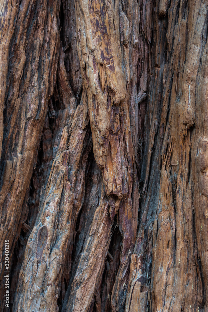 Yosemite National Park Valley, giant sequoias tree trunk background, California, United States of America Yosemite National Park Valley, giant sequoias tree trunk background, California, United States of America