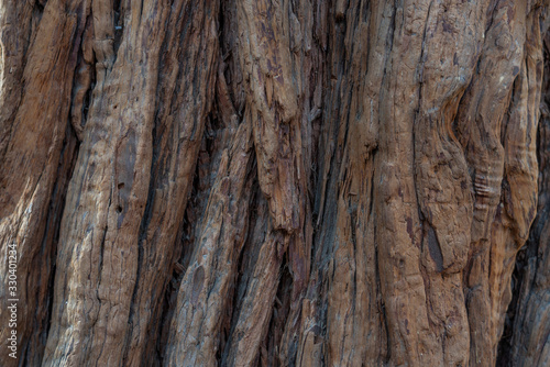 Yosemite National Park Valley, giant sequoias tree trunk background, California, United States of America